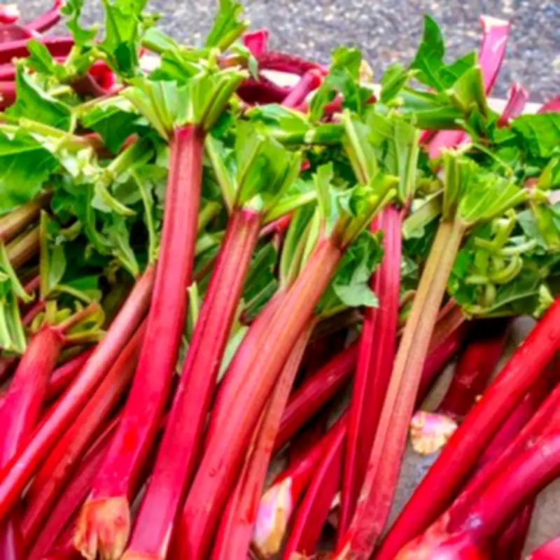 Gardening Secret: One Simple Trick Makes Rhubarb Taste Sweeter Naturally