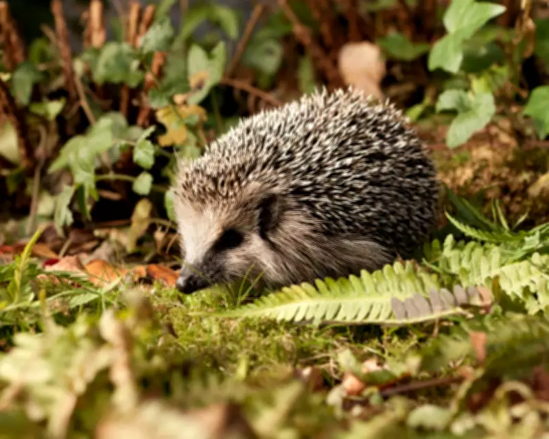 German Mayors Demand Night Ban on Robot Lawnmowers to Save Hedgehogs