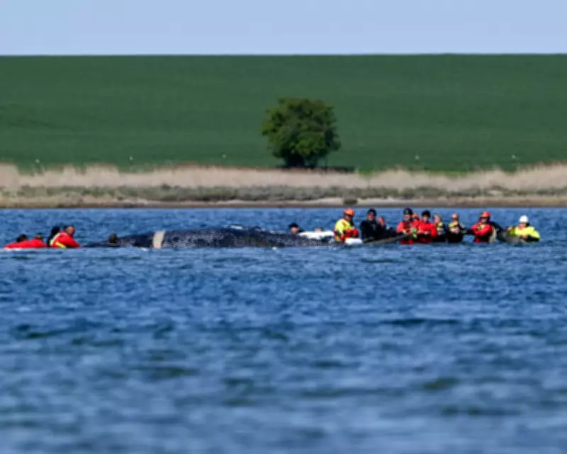 German officials approve barge rescue for stranded humpback whale Timmy