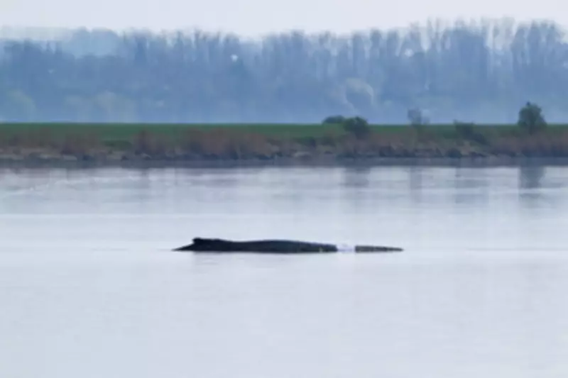 German Rescuers Launch Elaborate Operation to Save Stranded Whale Timmy