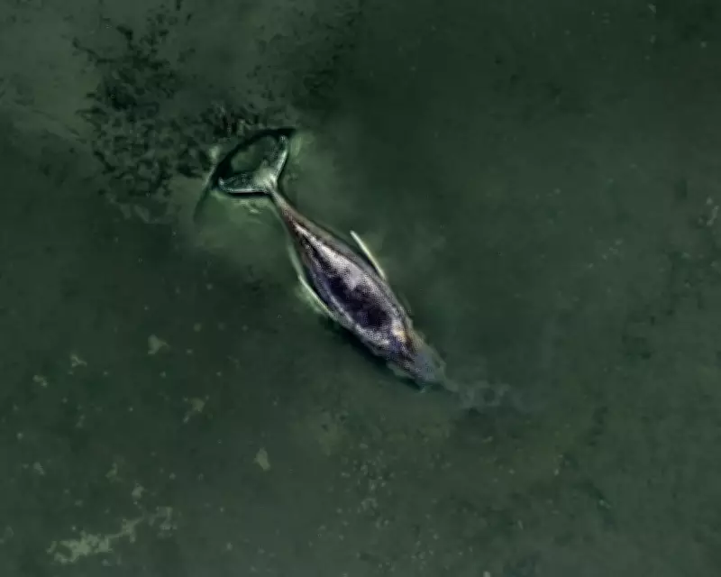 German Whale Stranding Sparks National Drama and Political Tensions