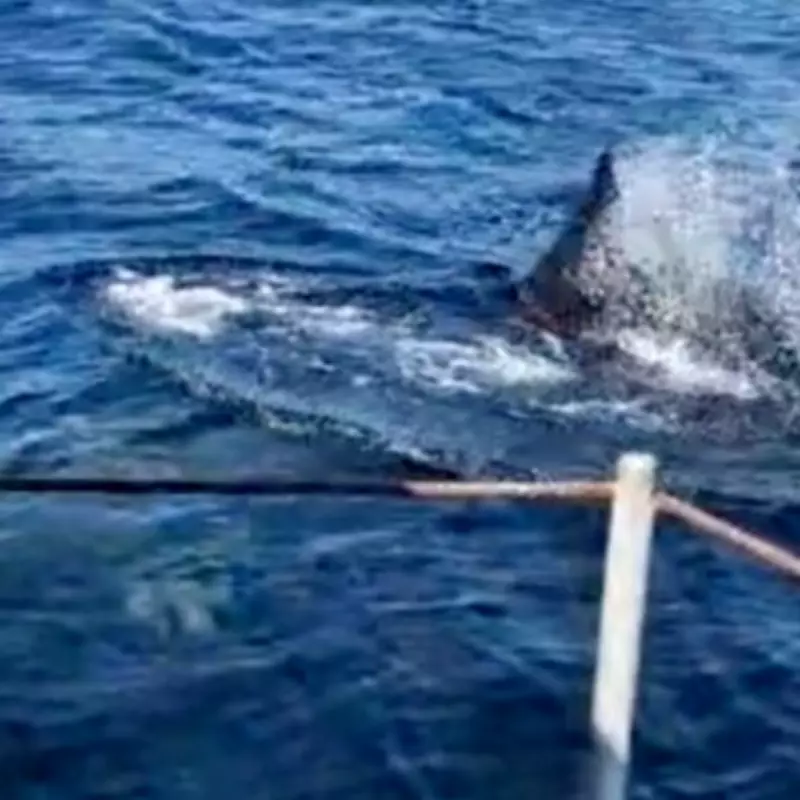 Giant 35ft Basking Shark Spotted Off Irish Coast Stuns Family on Boat Trip