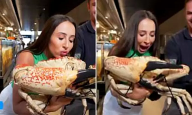 Giant Crab Attacks Today Show Reporter Live on Air at Sydney Fish Markets