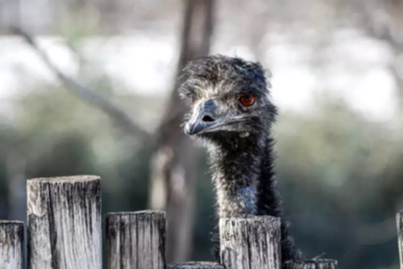 Giant Hailstorm Kills Emu at Missouri Zoo, Injures Rhea Bird