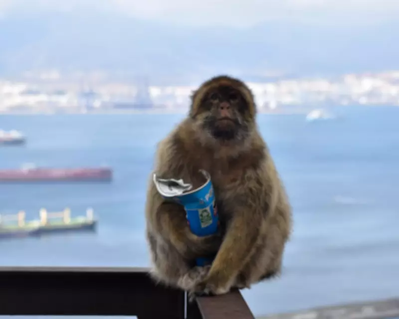 Gibraltar Macaques Eat Soil to Counteract Tourist Junk Food, Study Reveals
