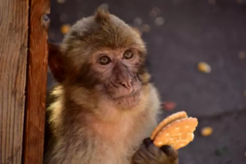 Gibraltar Monkeys Eat Soil to Keep Eating Junk Food, Study Finds