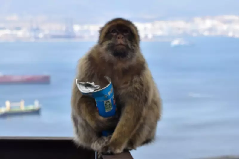 Gibraltar's Barbary Macaques Eat Soil to Counteract Junk Food Diets
