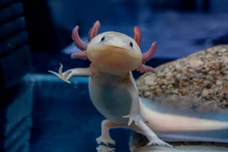 Girl, 10, Discovers Rare Mexican Axolotl Under Bridge in Wales