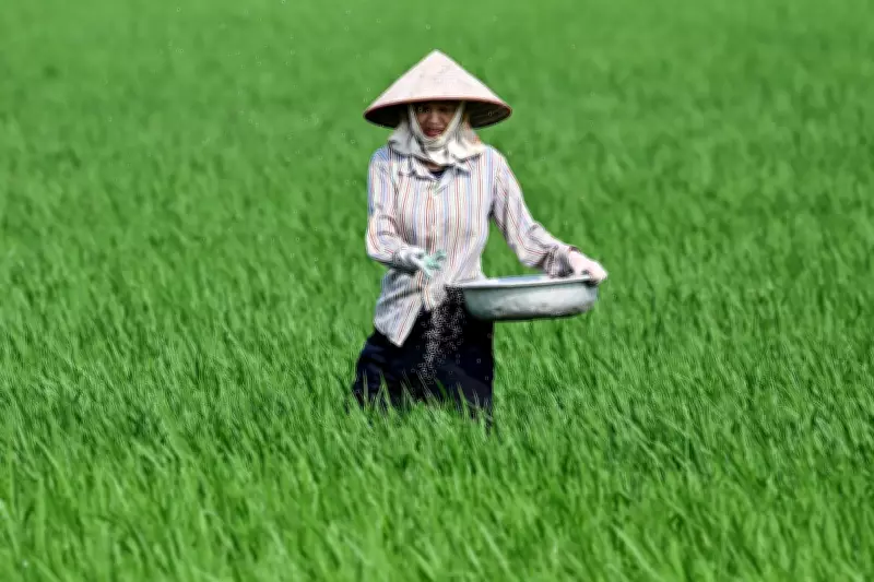 Global Rice Shortage Looms as War and El Niño Threaten Food Security
