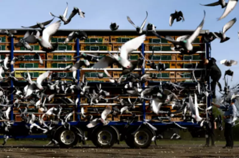 Global Snapshot: From Yorkshire Pigeons to Tokyo Go-Karts in Monday's Photos