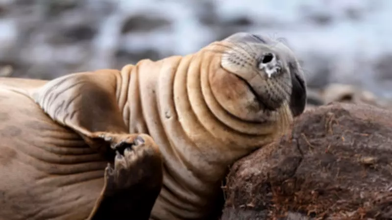 Global Wildlife Highlights: Ostrich Escape, Surfing Seals, and Rare Moments