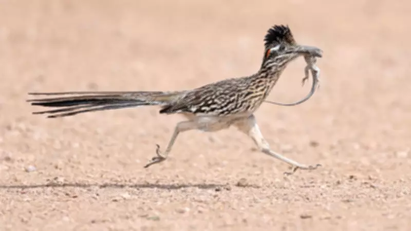 Global Wildlife Highlights: Roadrunners, New Frogs, and Orkney Voles