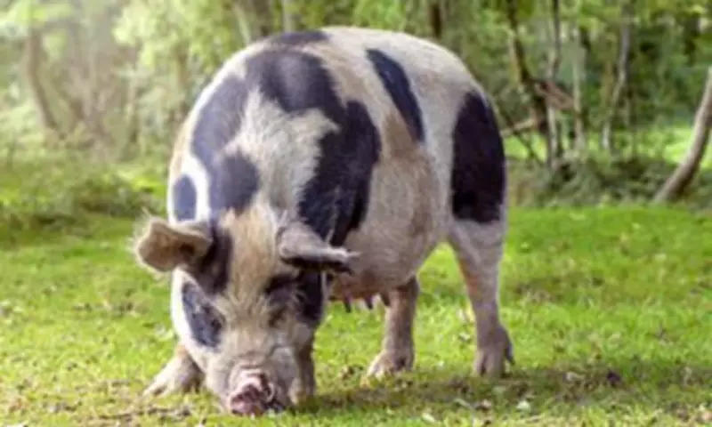 Gloucestershire Old Spot Pigs Face Alarming Decline as Rare Breeds Watchlist Reveals Crisis