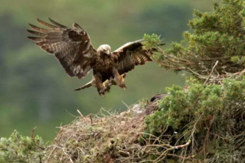 Golden Eagles Poised for Historic Return to England After 150-Year Absence