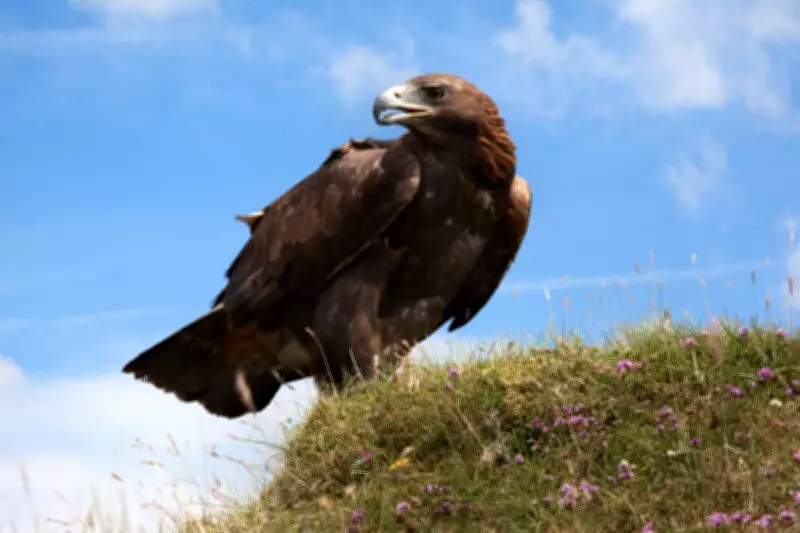 Golden Eagles Set for English Return with New Government Funding