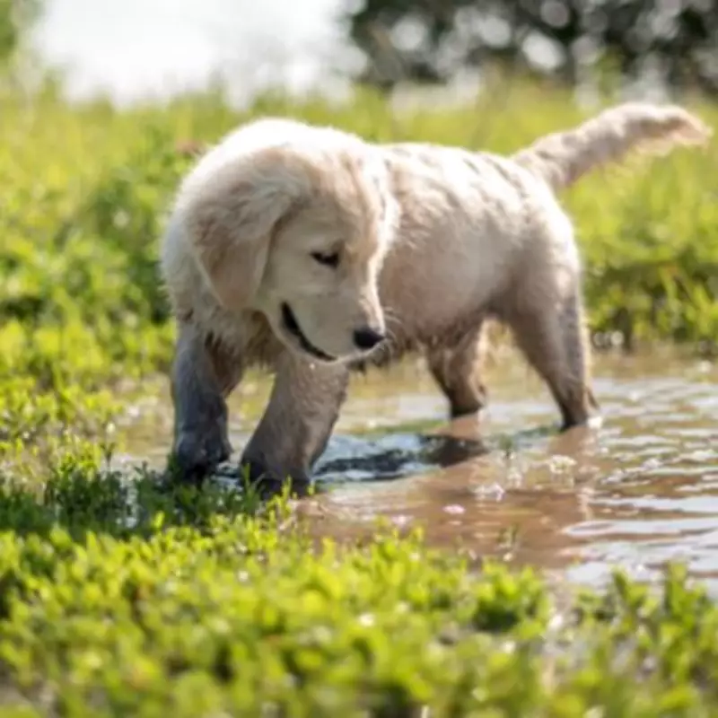Golden Retriever Puppy's Adorable First Encounter with Rain in Cotswolds