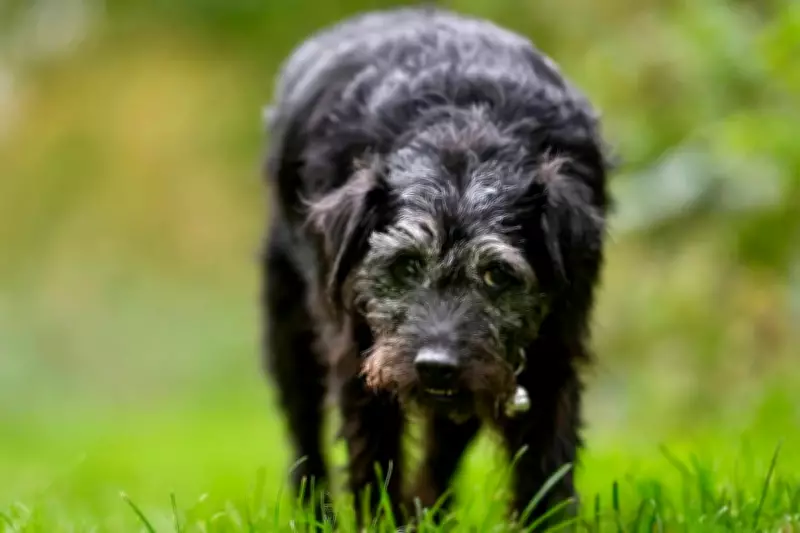 Gone Fishing's Beloved Dog Ted Dies at 13, BBC Pays Tribute