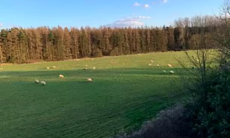 Government Inspector Approves 195 Homes on Hertfordshire Green Belt Using Labour's 'Grey Belt' Rules