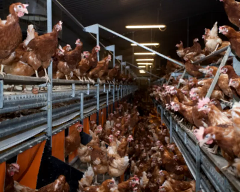 Government's Plan to Relax Chicken Farm Rules Faces Criticism