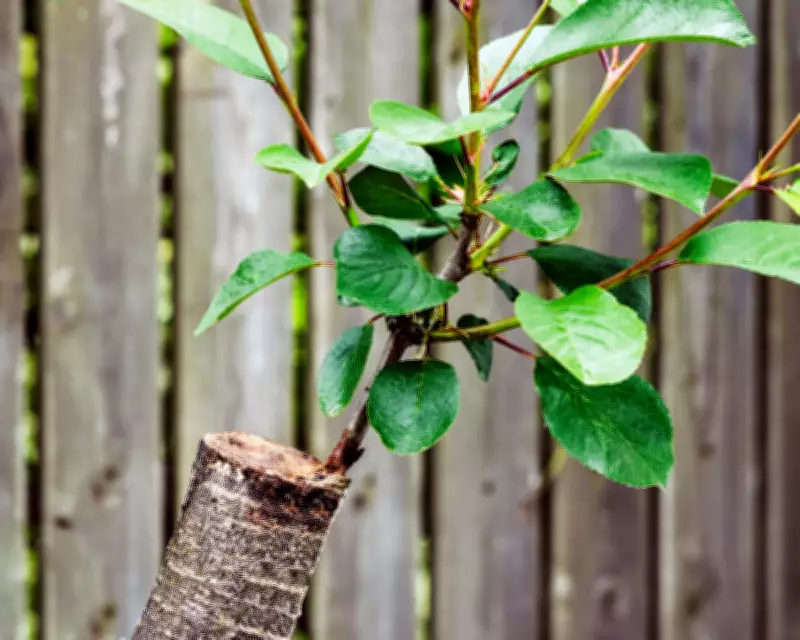 Grafting Magic: How to Create Compact Fruit Trees for Small Gardens