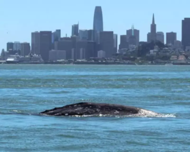 Gray Whale Deaths Surge in San Francisco Bay Due to Vessel Collisions