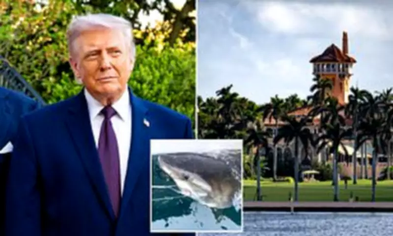 Great White Shark Tracked Near Trump's Mar-a-Lago Resort During Migration