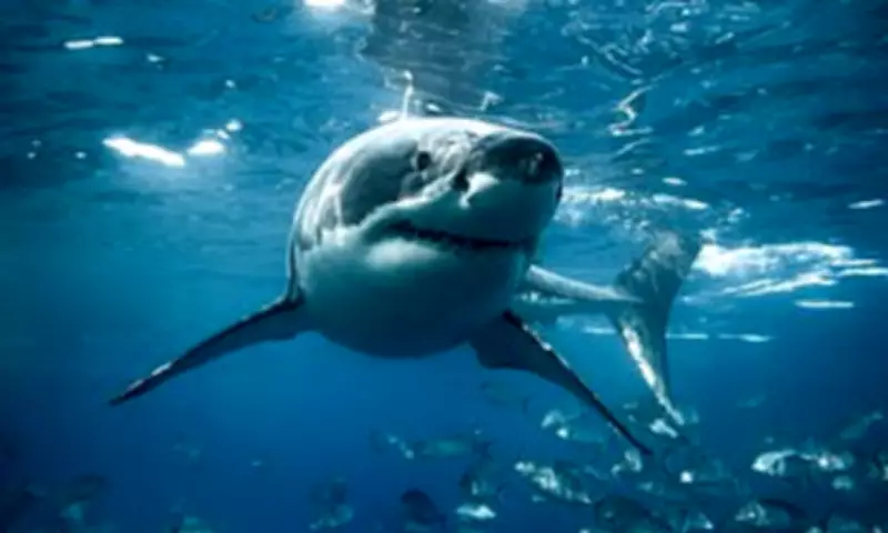 Great white sharks could return to British waters due to climate change, experts warn