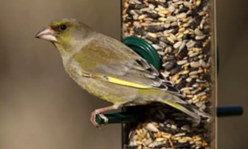Greenfinch Numbers Plummet 67% in UK, RSPB Warns of Extinction Risk