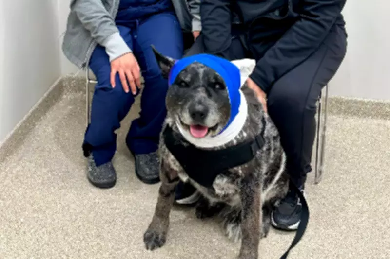 Half-Blind Senior Dog Saves New Mexico Family by Fighting Off Intruding Bear