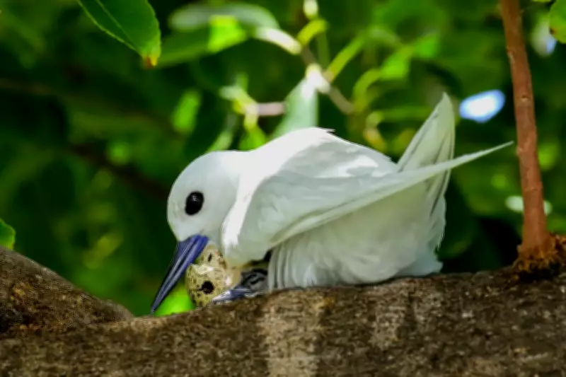 Hawaii's White Terns Thrive in Honolulu's Urban Jungle, Defying Native Bird Decline