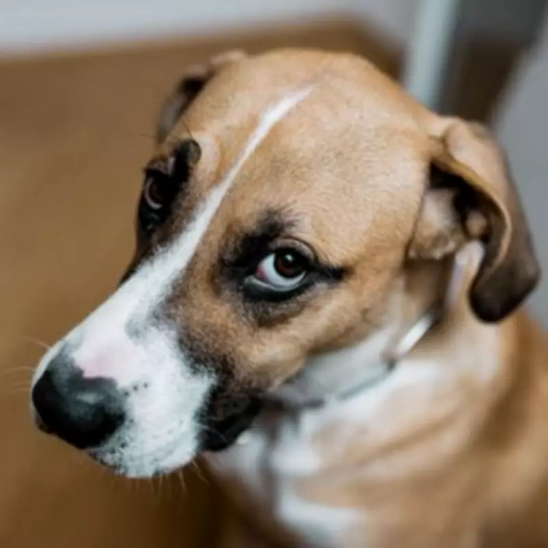 Heartbreaking Moment: Dog's Reaction to Boy's Sleepover Leaves Mum in Tears
