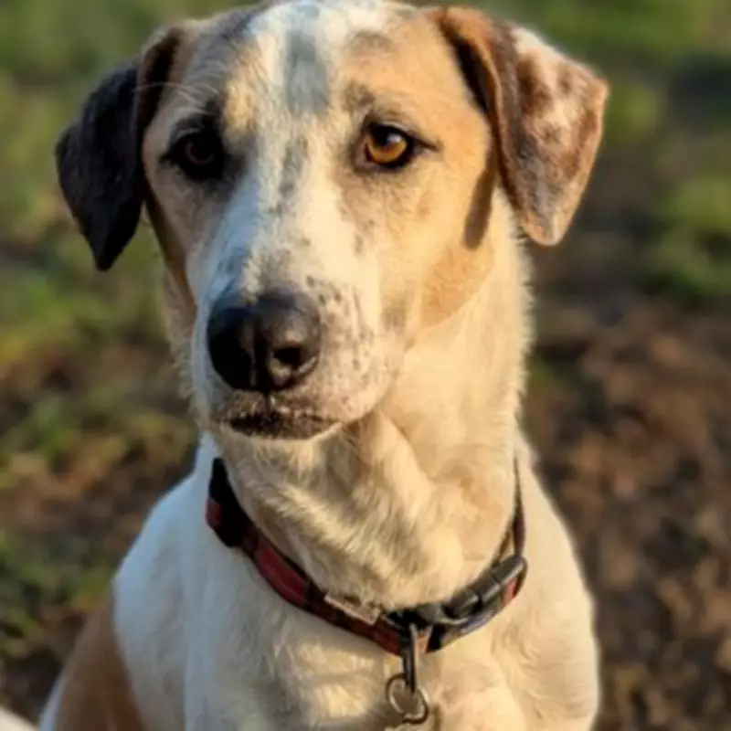 Heartbreaking Tale of Ralph: Dog Returned After 12 Days, Overlooked for 6 Years