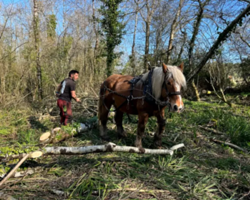 Heavy Horses in Dorset: The Art of Traditional Horse Logging