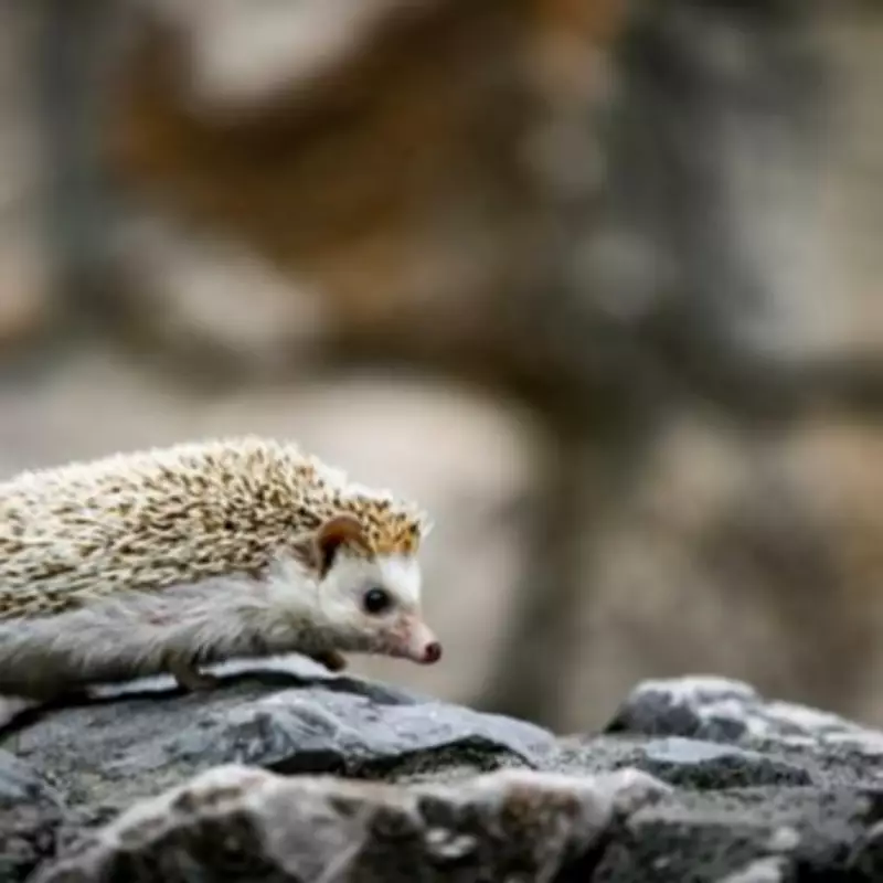 Hedgehog Feeding Guide: How to Attract Them to Your Garden This Spring