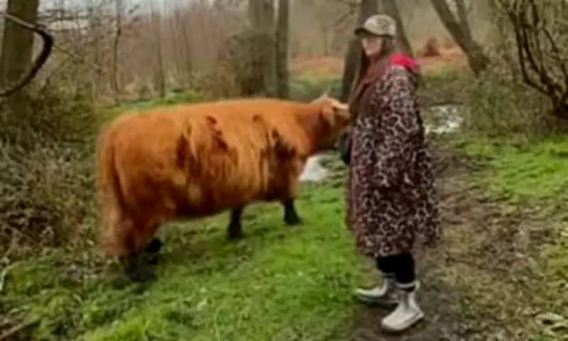 Highland Cows Removed from Kent Nature Reserve After TikTok Fame Causes Distress