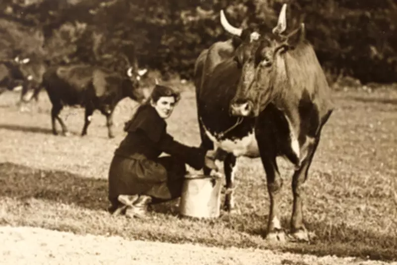 Historic 1926 Irish Census Released Online, Revealing Post-Independence Society