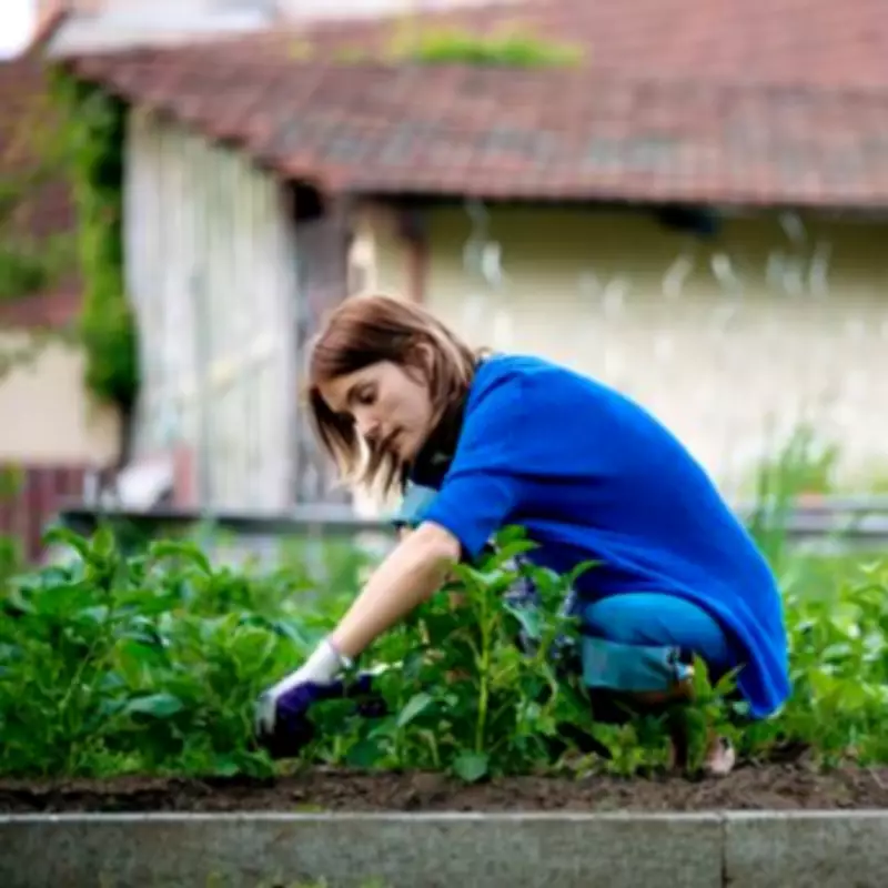 Homemade Weed Killer Recipe Costs Just £2.70 for Patio Weeds