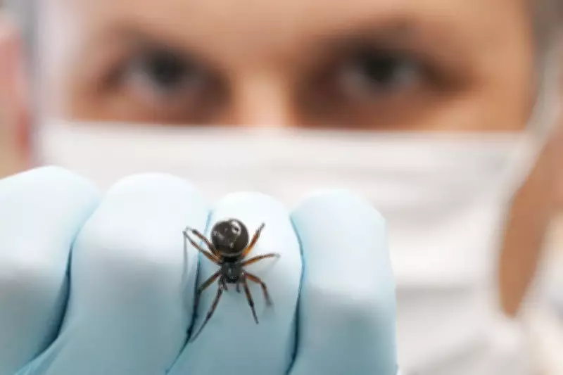 Hospital Admissions for Spider Bites Double in England as False Widow Population Explodes