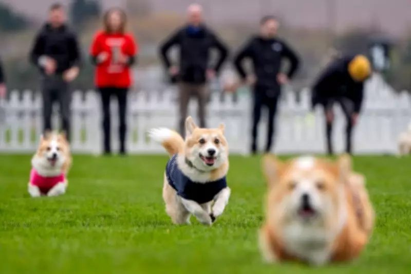 Hot Dog Motivation Leads Pembroke Welsh Corgi to Victory at Easter Derby