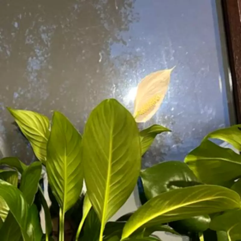 How a Simple Kitchen Placement Made My Peace Lily Bloom Beautiful White Flowers