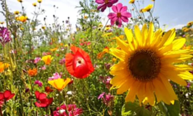 How Flowers Revolutionised Earth's Ecosystems and Shaped Modern Life