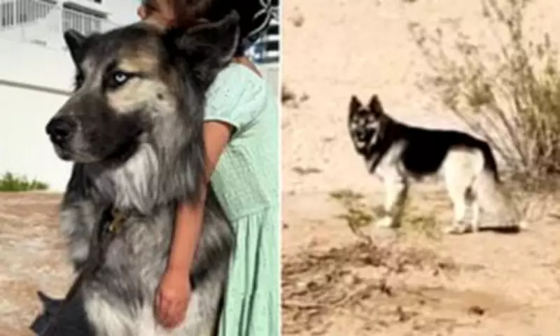 Husky Abandoned in Arizona Desert After Owner's Deportation Finds New Home