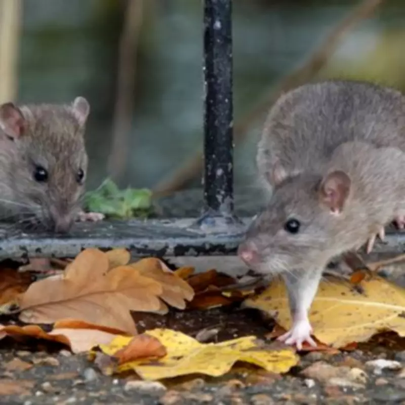 Immediate Action Required: Stop This One Garden Habit to Deter Rats