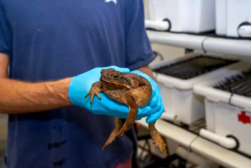 Invasive Cane Toads in Japan Defy Evolution's Pace, Growing Rapidly Larger