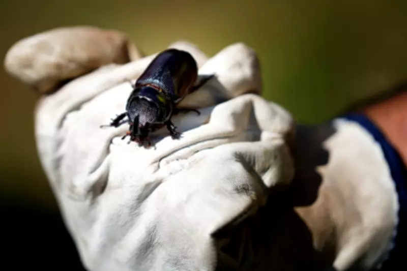 Invasive Coconut Rhinoceros Beetle Detected on Molokaʻi and Maui, Prompting State Response