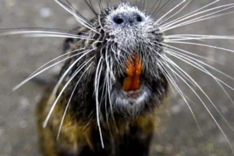 Invasive Giant Rodents Deliberately Reintroduced in California, Threatening Wetlands