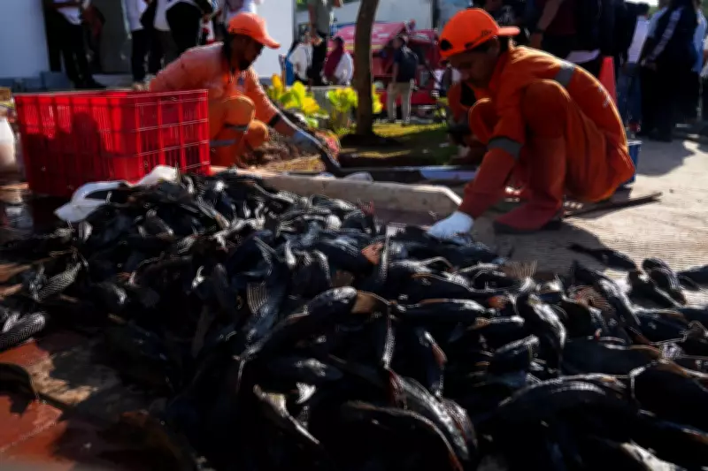 Invasive Janitor Fish Removal Operation in Jakarta Targets 10 Tons