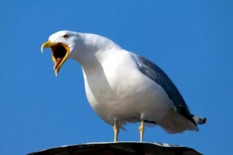 Inverness Launches Seagull Crackdown After Easter Egg Hunt Attacks