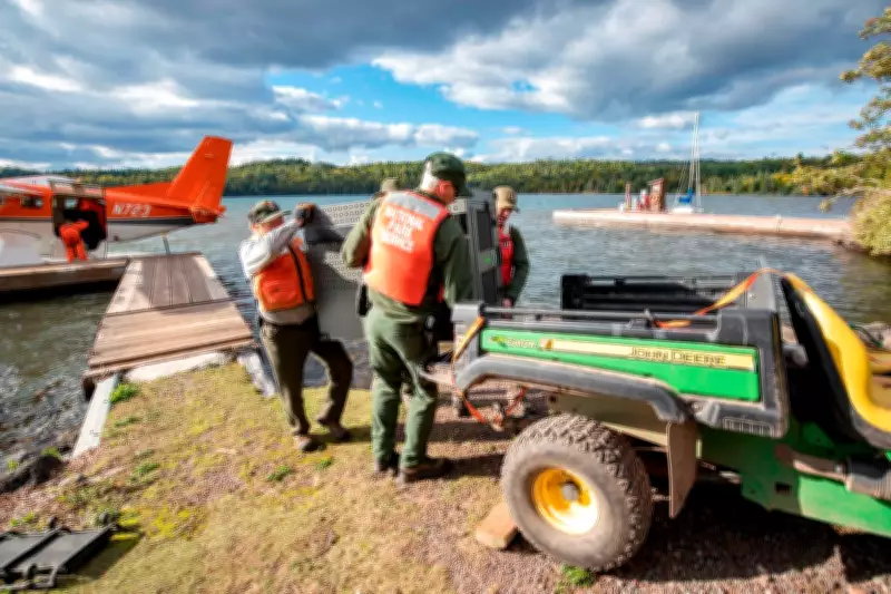 Isle Royale Wolves Thrive as Moose Numbers Plummet