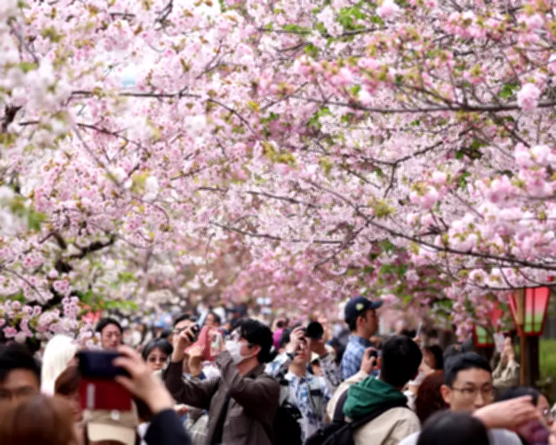 Japanese Cherry Blossom Record to Continue After Scientist's Death